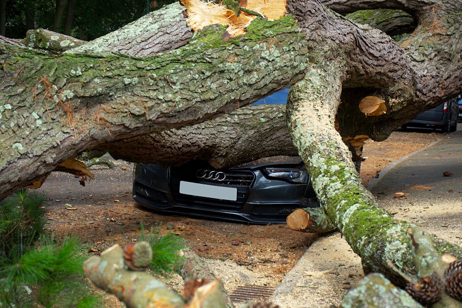 A fallen large tree with thick, textured bark and patches of lichen has collapsed across a driveway, partially covering a black Audi car parked beneath it. The tree's branches and trunk extend across