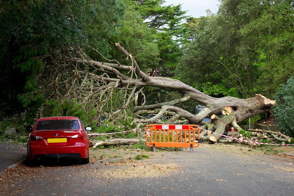 A fallen large tree with thick, textured bark and patches of lichen has collapsed across a driveway, partially covering a black Audi car parked beneath it. The tree's branches and trunk extend across